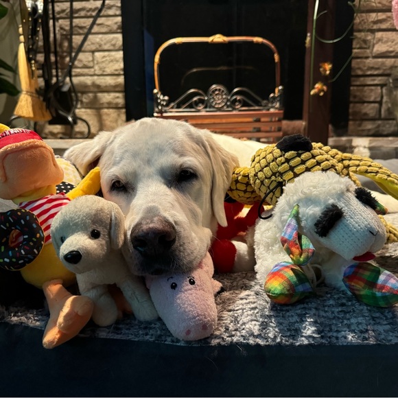 Meet your Posher, Colleen - Picture 1 of 1